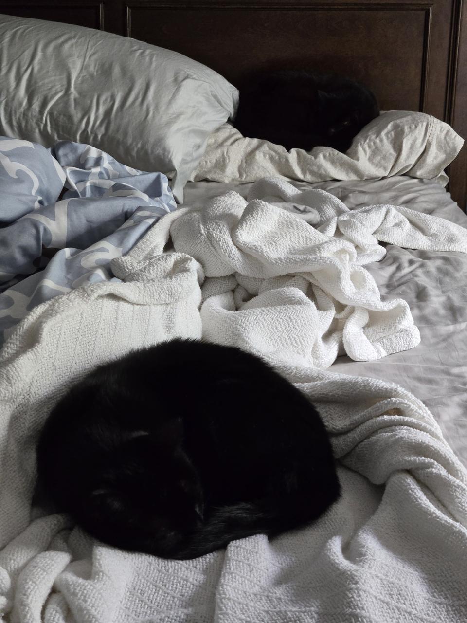 Susie and Xena asleep on the bed