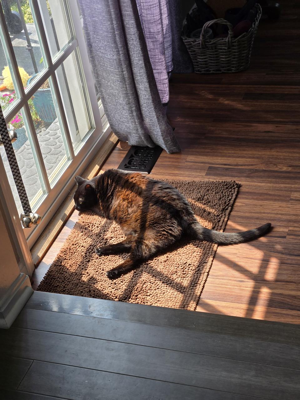 Susie lying in a sunbeam in front of a glass door.